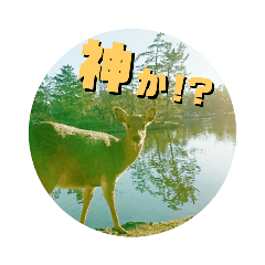 ならしか ～奈良の鹿たちの日常～