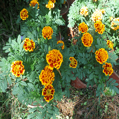 Landscape flowers of the West