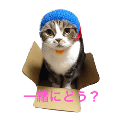 関西弁の猫