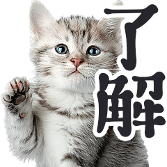 デカ文字リアルな子猫ミーム（やさしい毎日