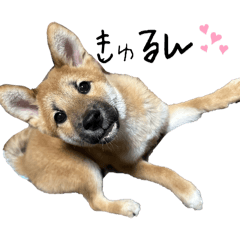 柴犬のあおくん①