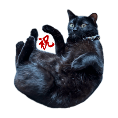 黒猫のけんちゃん2