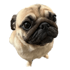 Pug Momo1