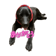 ラブラドールのくろ2