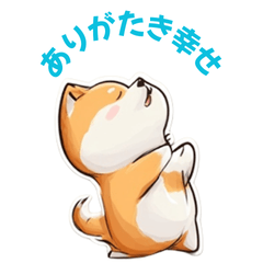 ゆるっと柴ライフ