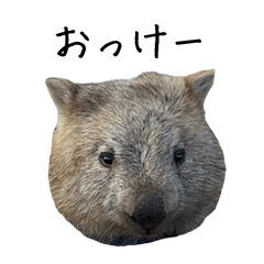 ウォンバット倶楽部 1