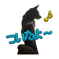 犬（雑種）のりーちゃん