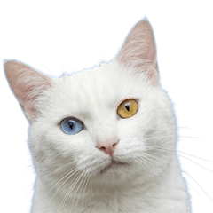 BIG! オッドアイの白猫　実写