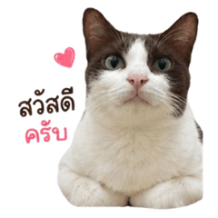 Meow-ster is Here!