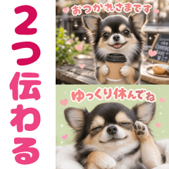 とびだす★1枚で2つ伝わる！チワワ