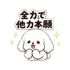 マルチーズうりの社畜生活