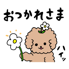 時々クセ強トイプーのゆるい日常【茶】