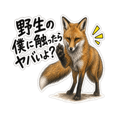 動物あるある-キツネ編1