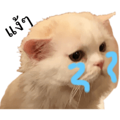 Meow Meow_20200406024853