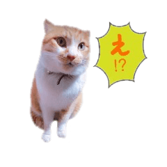 Cats of Tanaka family