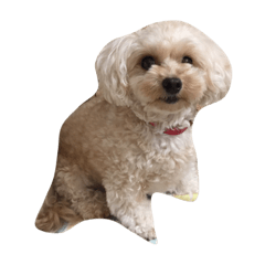 ねねと海のスタンプ作ってみました