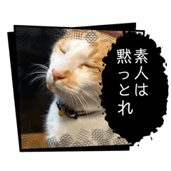 猫の虎太郎のスタンプ2