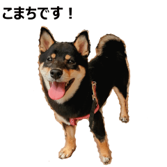 黒柴犬のこまちスタンプ