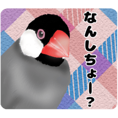 文鳥の出雲弁スタンプ