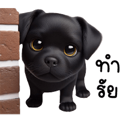 A cute, floppy-eared black dog