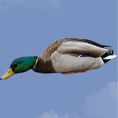 BIG! マガモ　実写