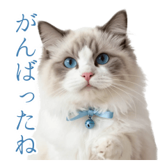 全肯定♡やさしい癒し猫のまいにち