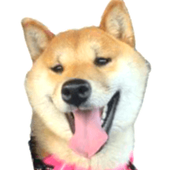 柴犬まるこ&ひで