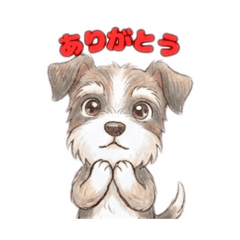 シュナいぬ