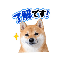 大好き柴犬　赤