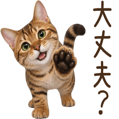 気遣い♪ ベンガル 猫