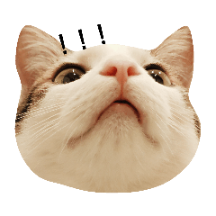 fanchihchiao_20190329115922