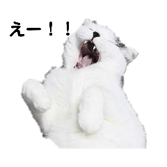 白黒猫NOBUちゃんスタンプ