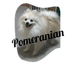 pomeranian koji koji