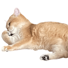 Spicy_cat_Lur_Lur