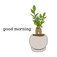 塊根植物の仲間たち2