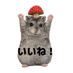ハムスターきのこ