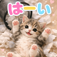 とびだす★邪魔する猫★にゃんこ♡ねこ