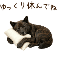 一年中使える♪甲斐犬