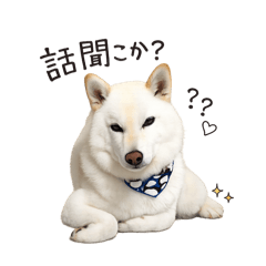 白い柴犬　むさし
