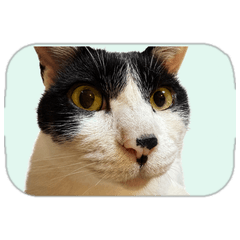 白黒猫みんとの日常