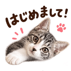 The 猫まっしぐら