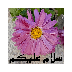 flowers.words.salavat.iran