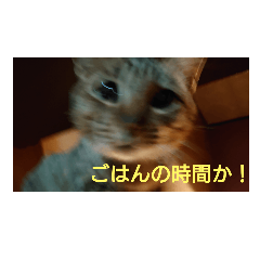 ねこ、、、、