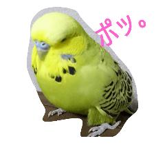 インコ 家族