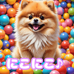 ゆるかわポメのやさしいきもち