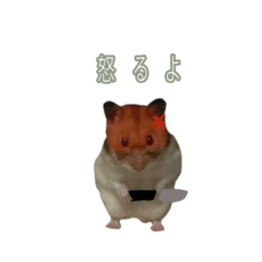 はむすたの日常*