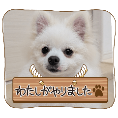 ポメラニアン（みるく）のスタンプ