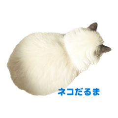 かわいいかわいいラグドール