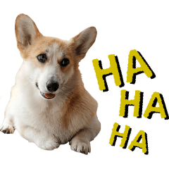 コーギー犬さんの毎日使えるスタンプ♡16個