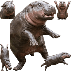 コビトカバ　実写